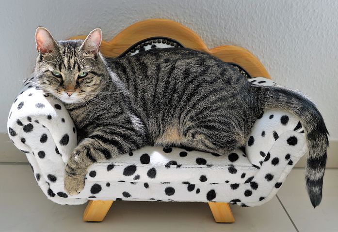 Cat's own sofa