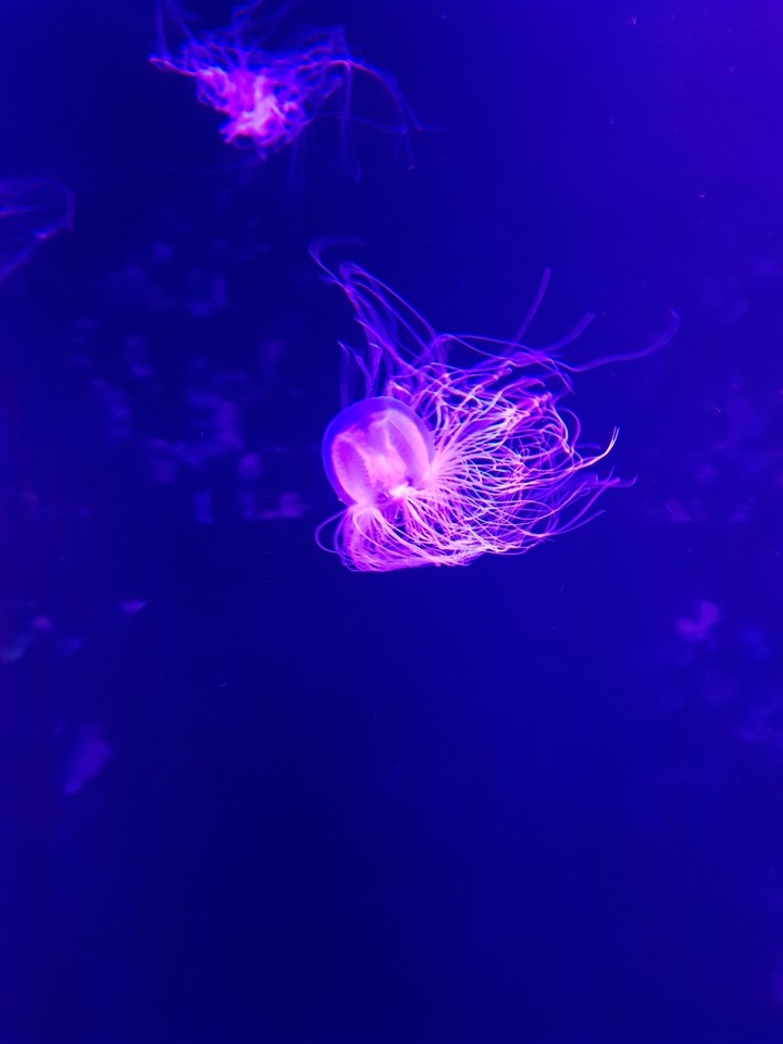 purple jellyfish