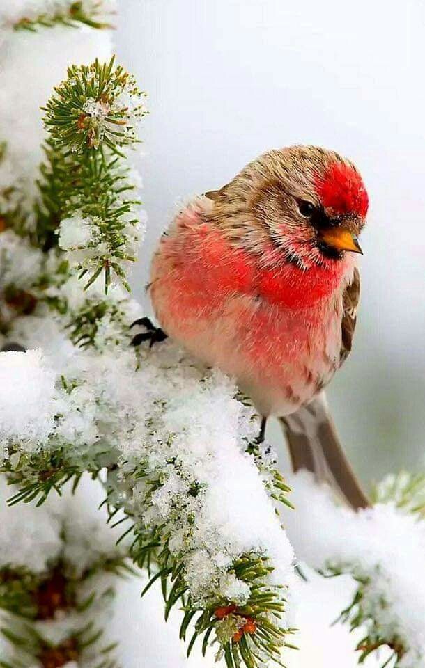 lovely bird
