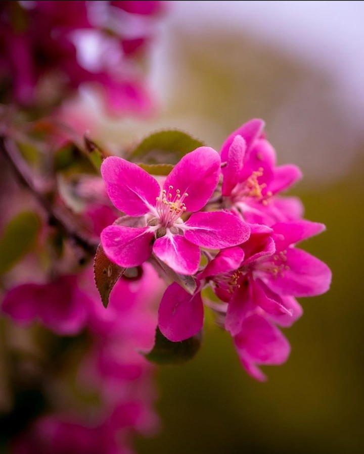 Blossom