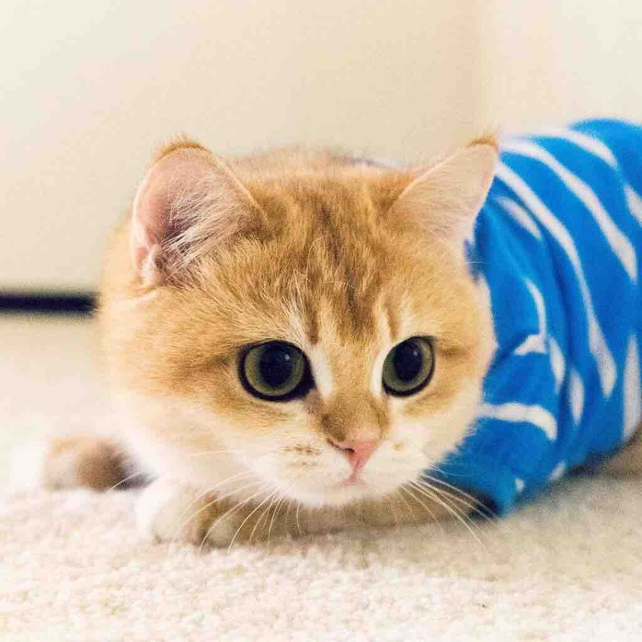 Animal - cat