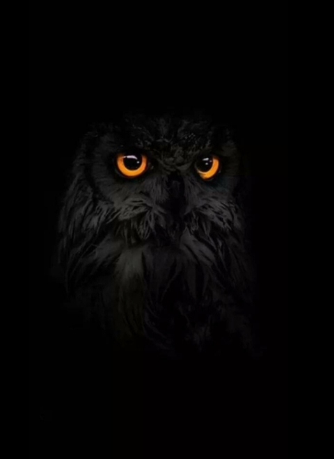 owl