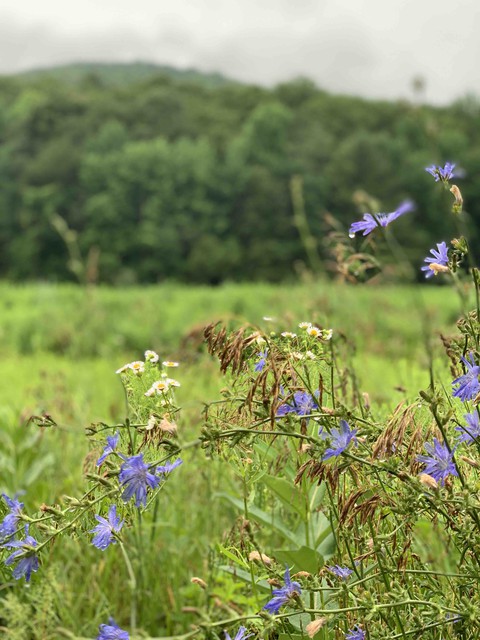 flowers in vermont