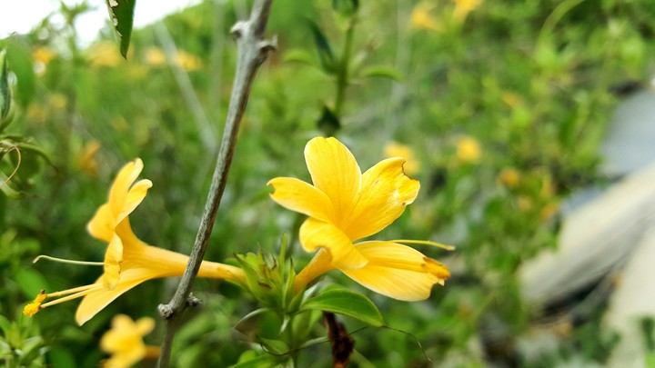 Nature,Flower .