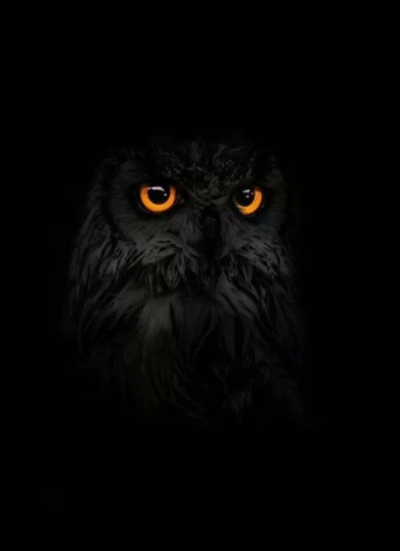 owl