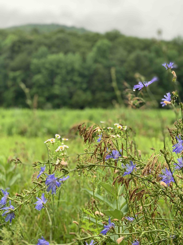 flowers in vermont