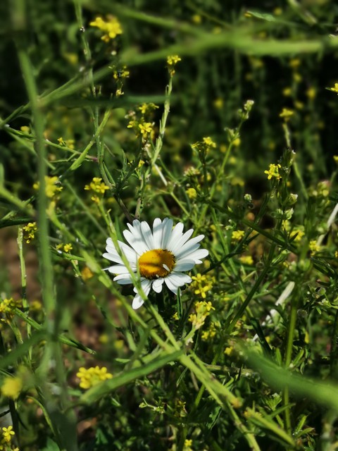 heart of the nature