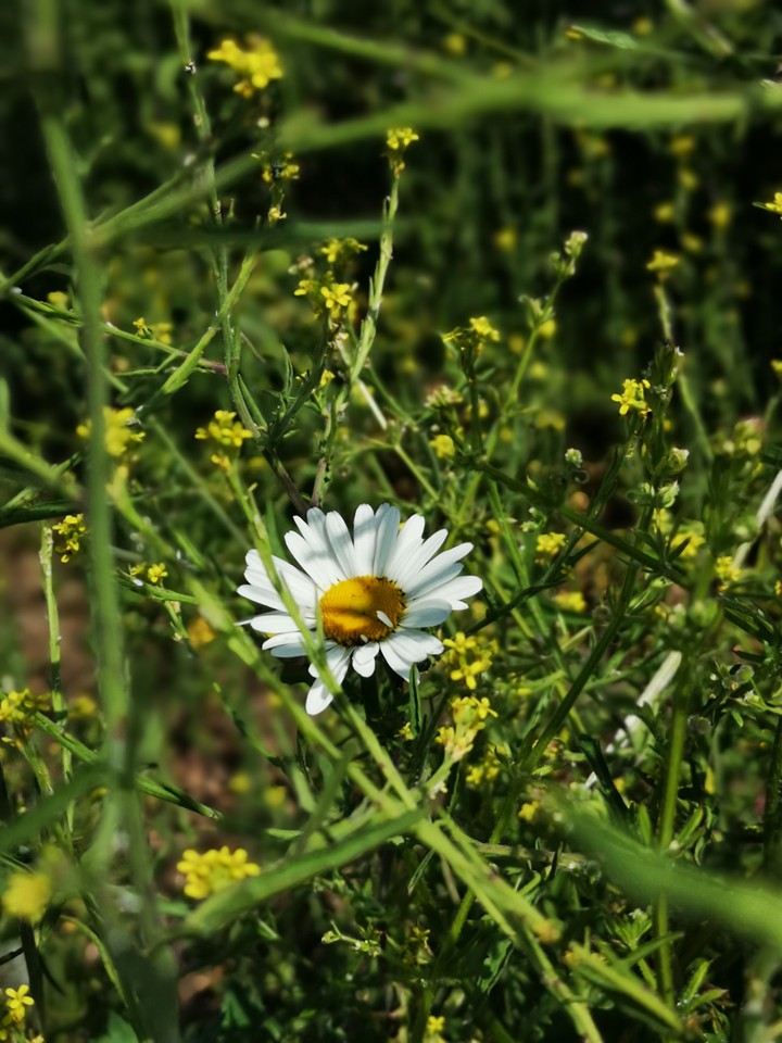 heart of the nature