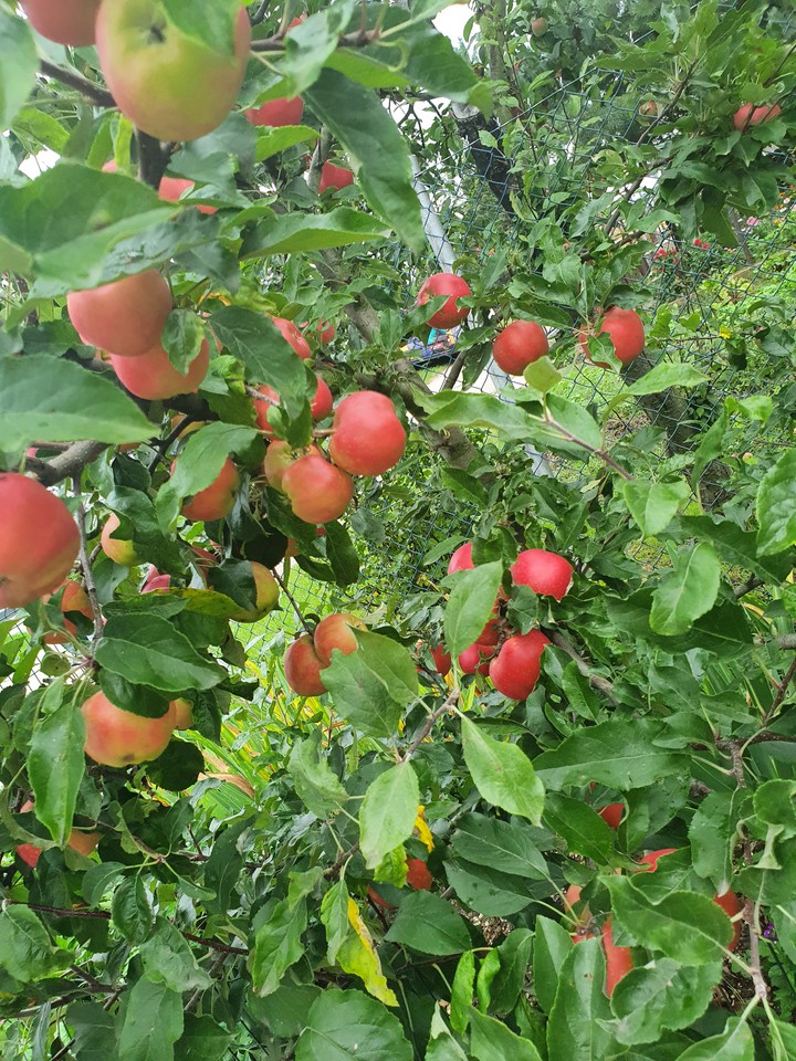 Apples
