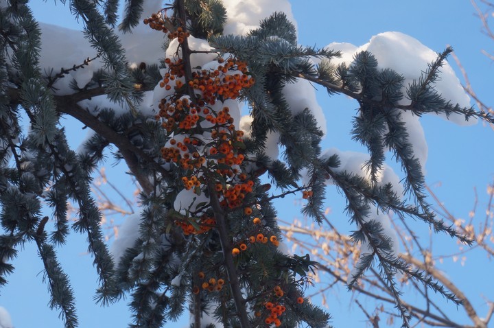 Found some seabuckthorn