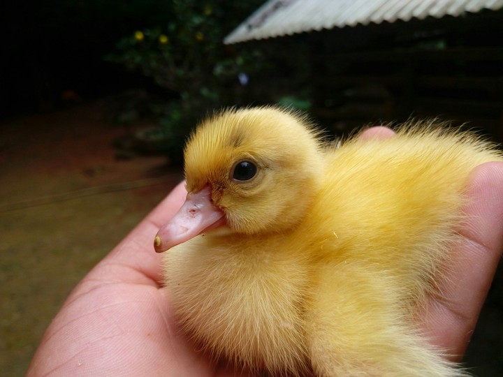 sweety