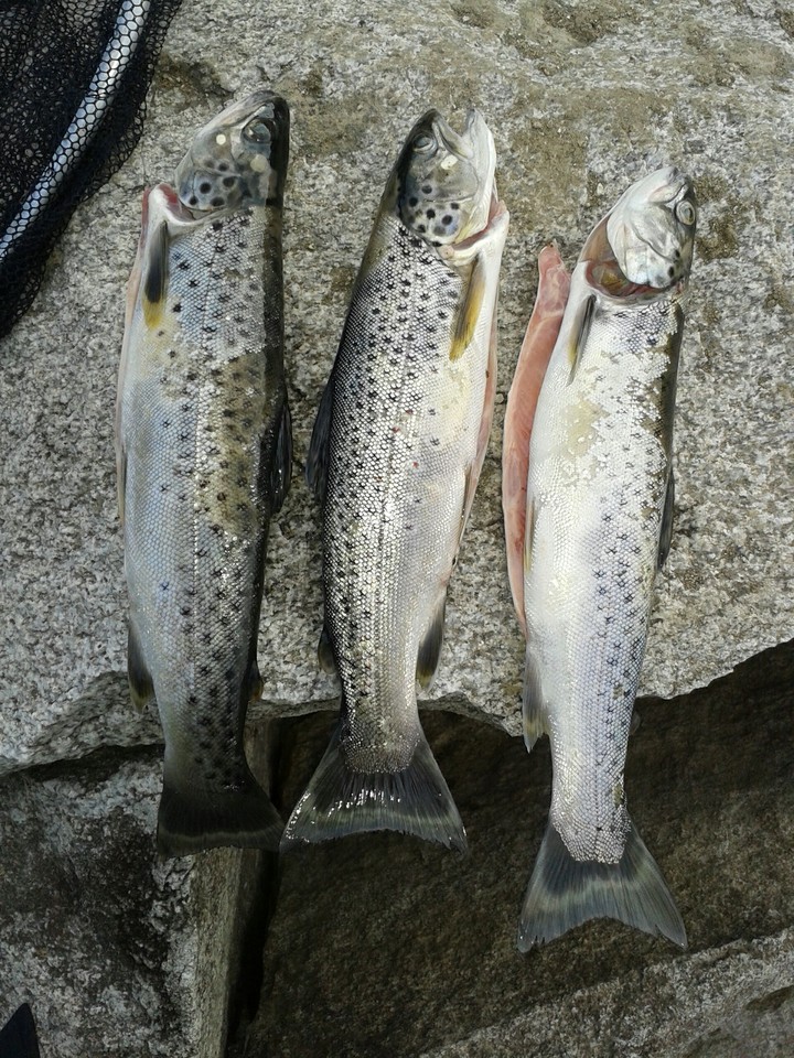 fish