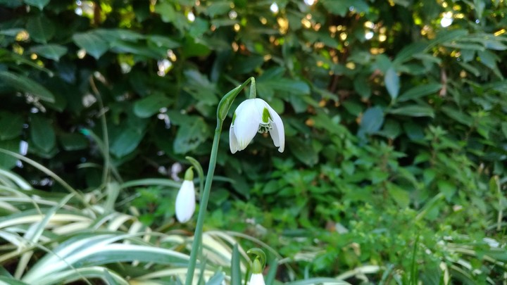 Galanthus nivalis flore pleno