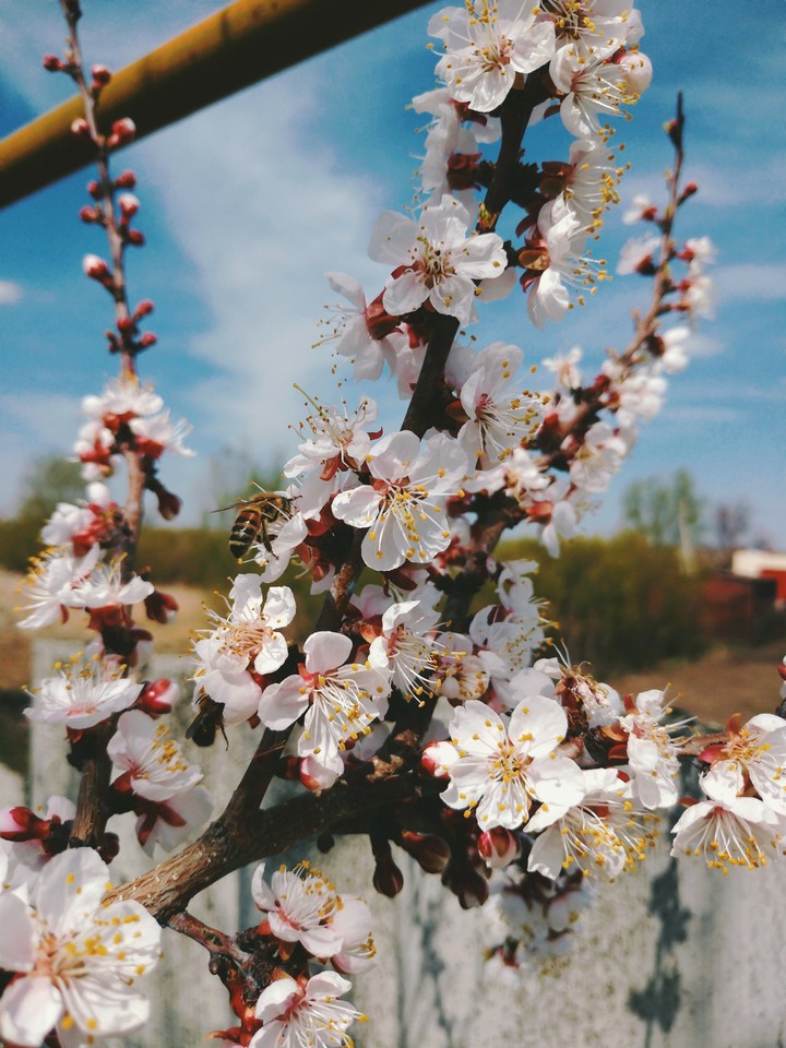 Apricot tree