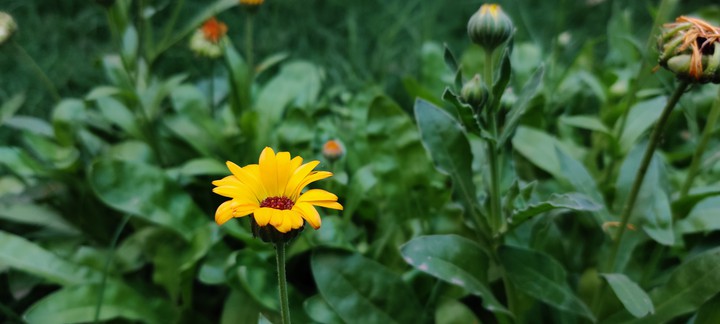 flower