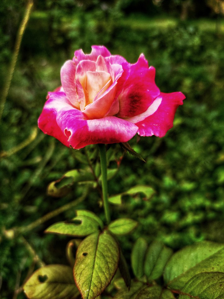 pink rose