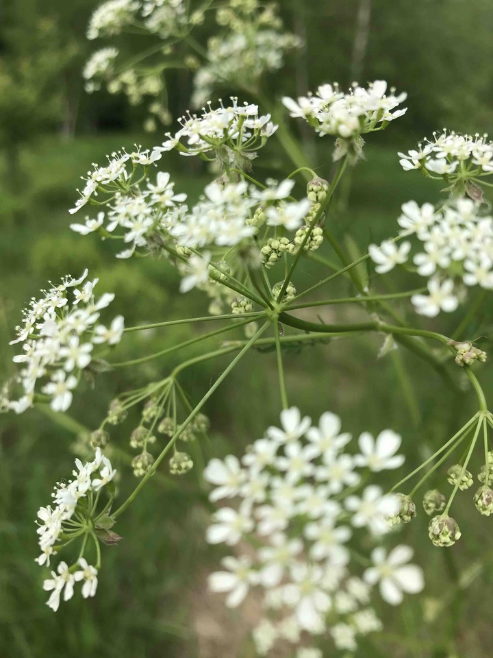 flower ?