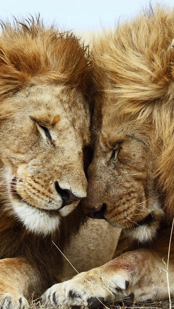 lions