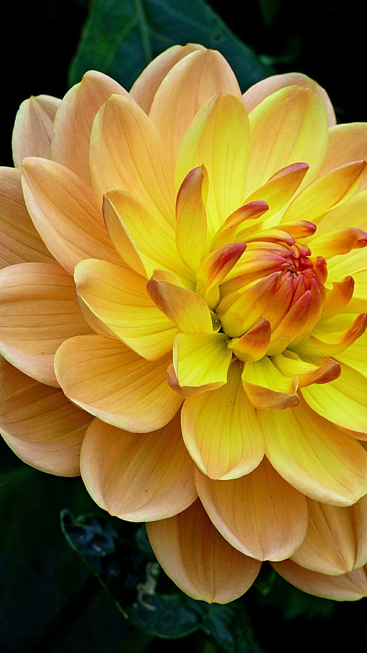 beautifully flower
