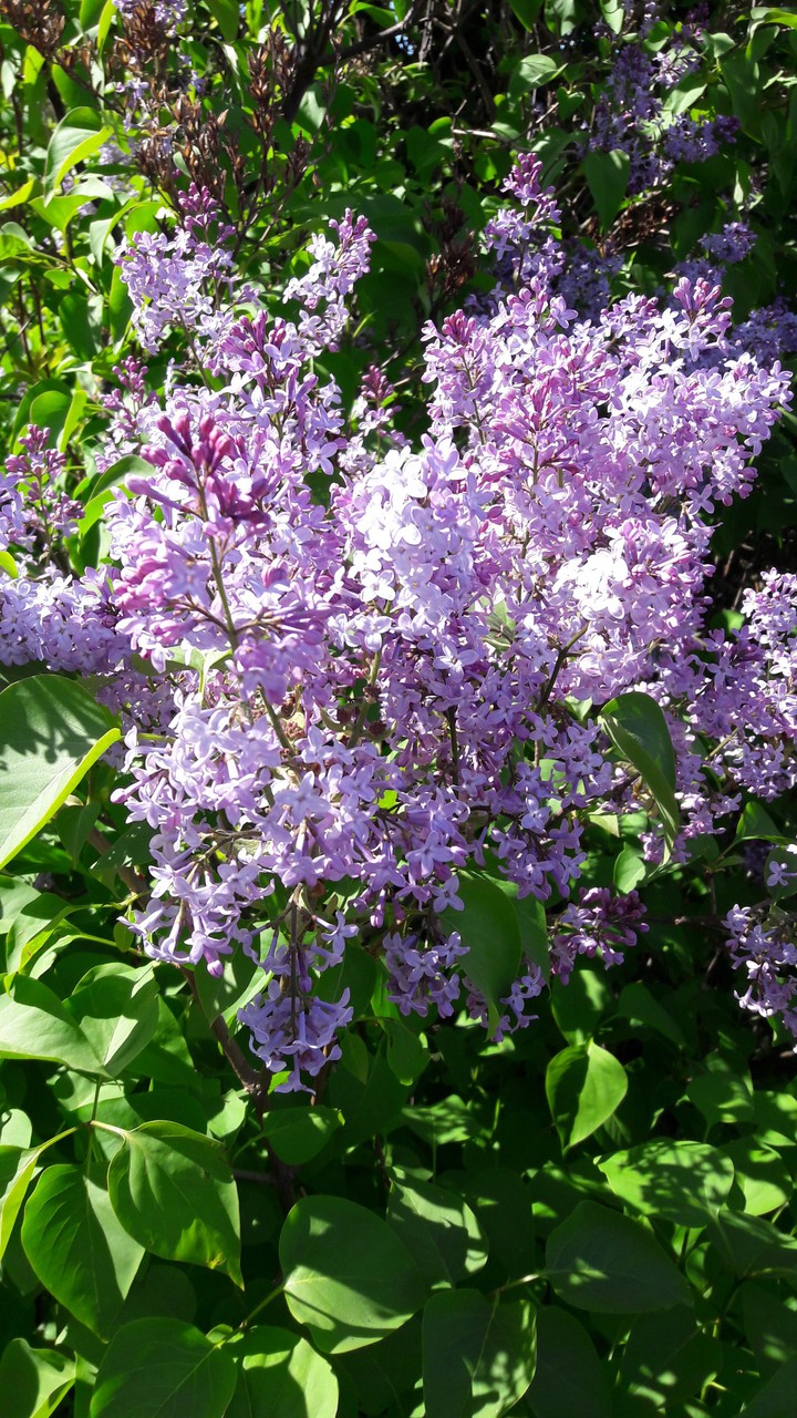 Lilac in the Garden.