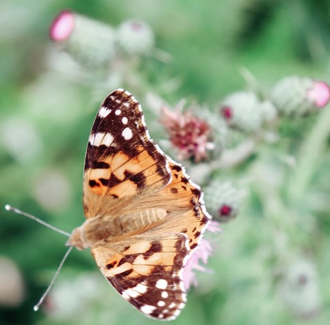 organism, butterfly wallpapers