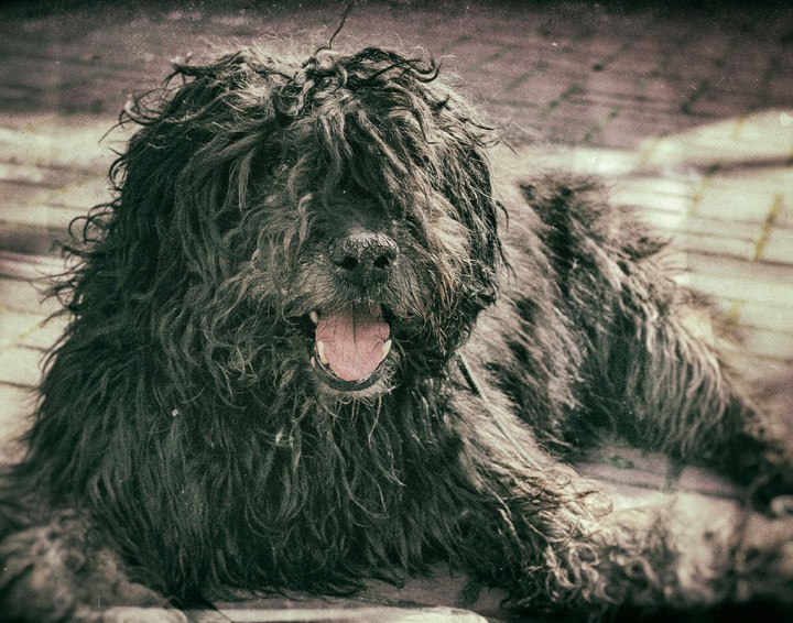 cute dog
