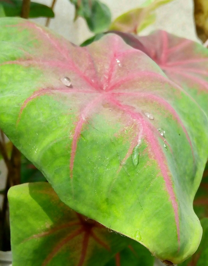 water drops