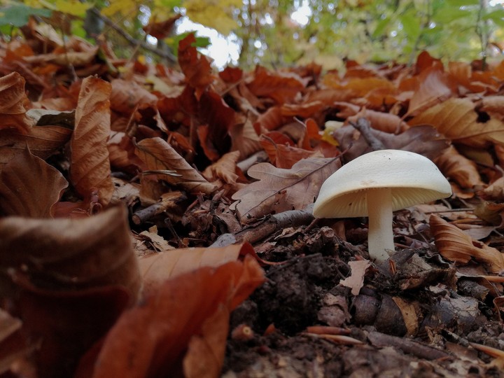 lonely mushroom