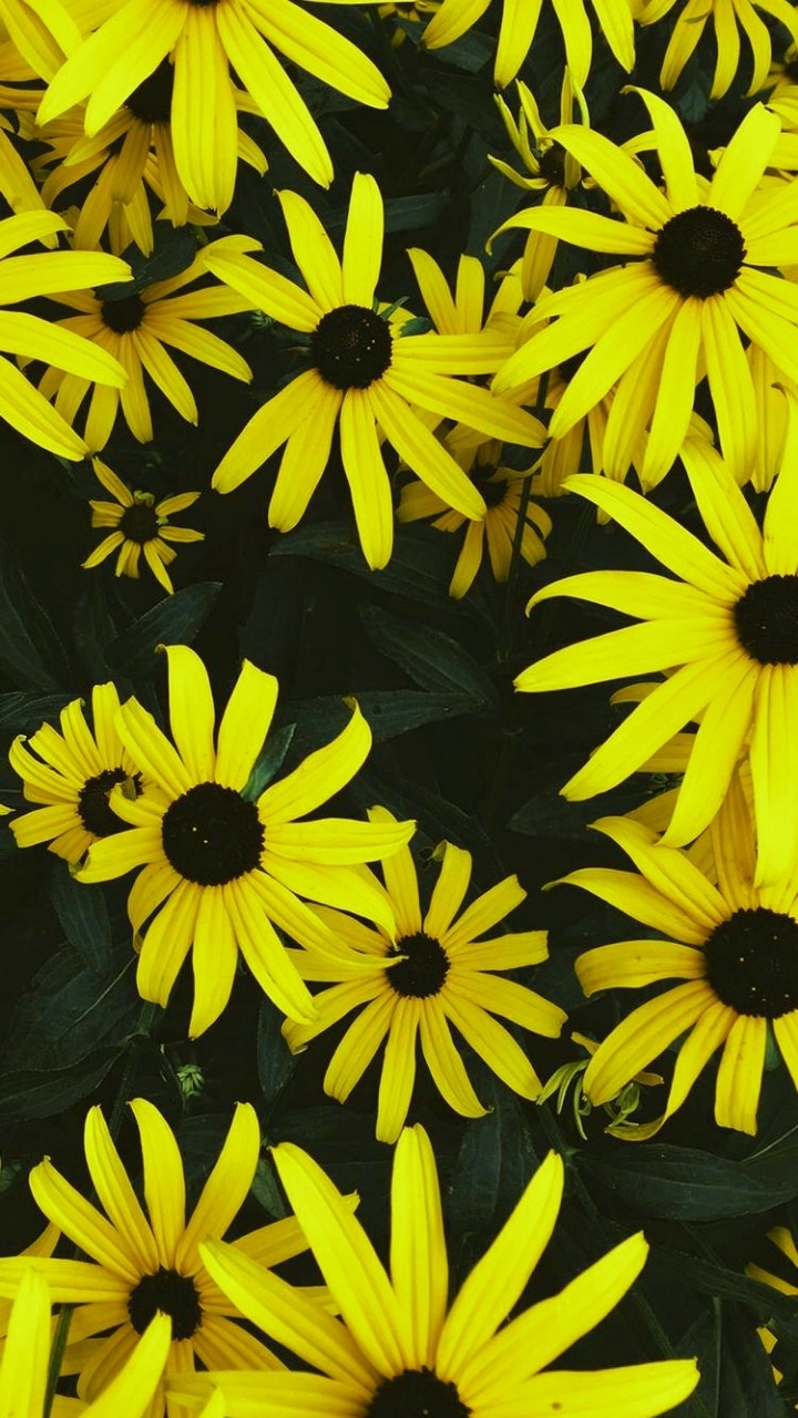 цветы, природа, весна,лето. flowers, nature, spring, summer