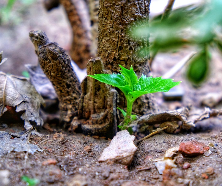 macro world..