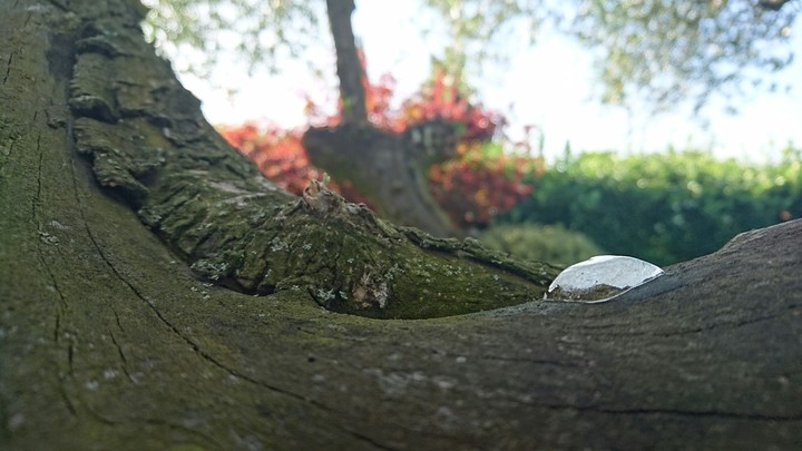 ice drop