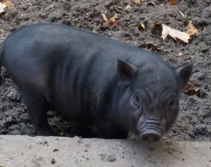 Hängebauchschwein Baby