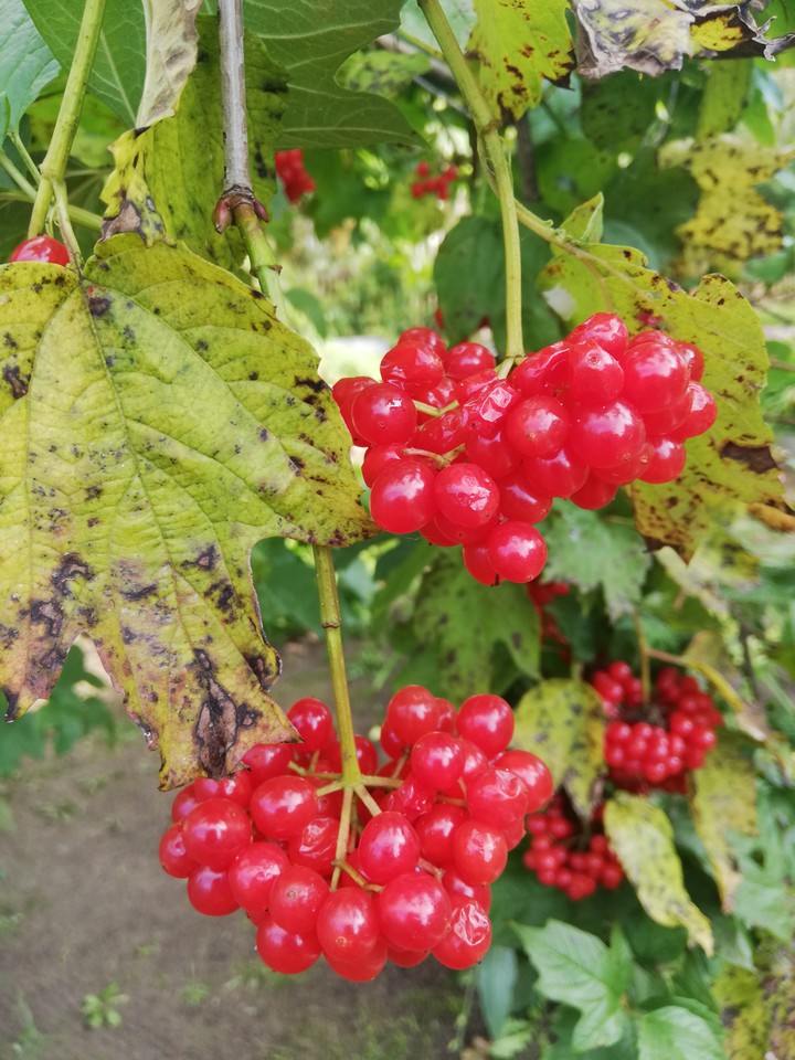 калина