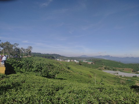 Tea Garden