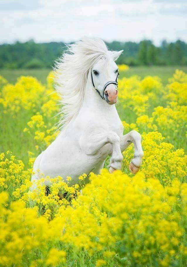 horse