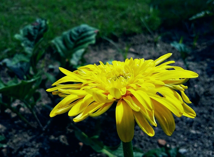 Heaven's flower