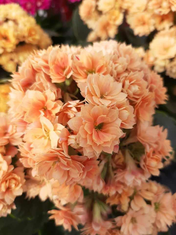 Flowers
