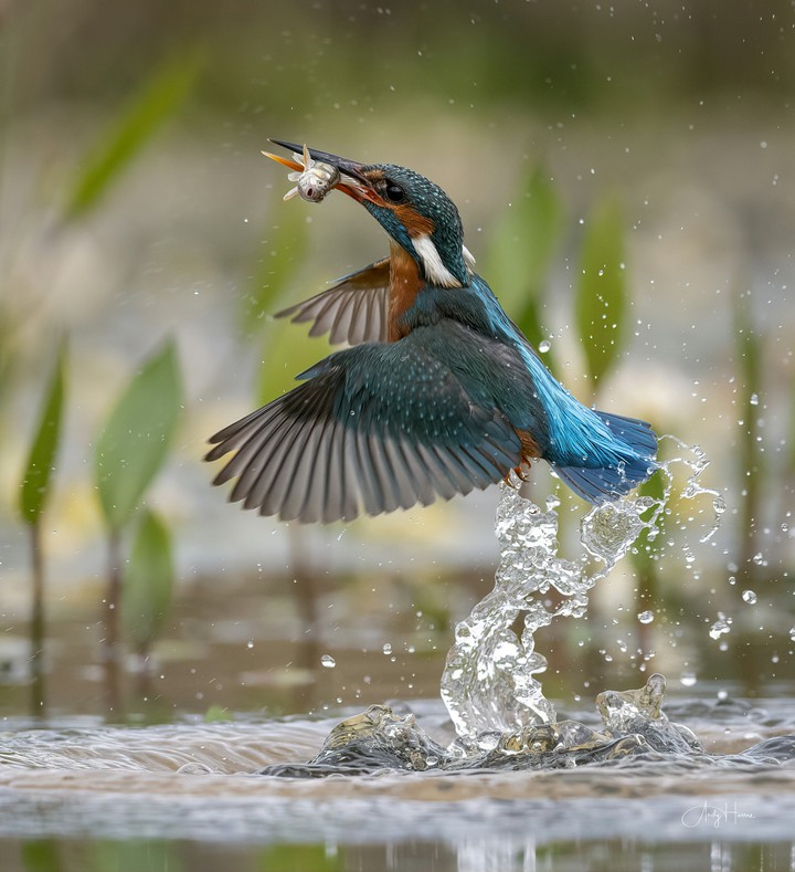 kingfisher