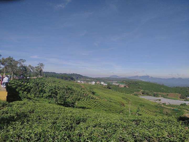 Tea Garden
