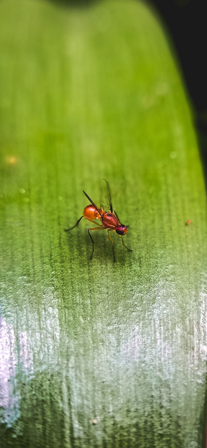 Ant
