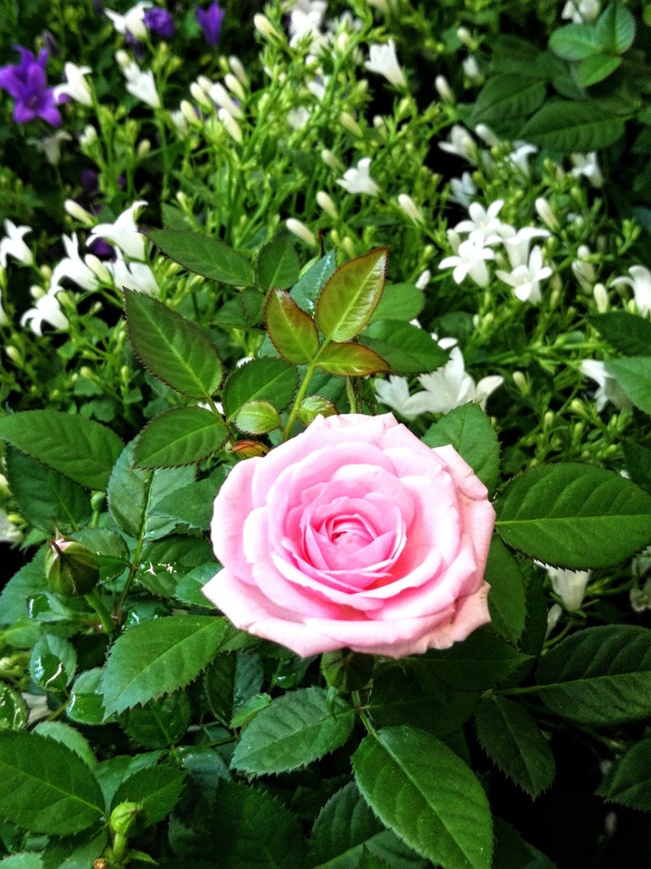 Rose im Garten