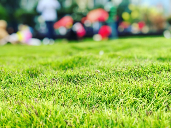 grass
