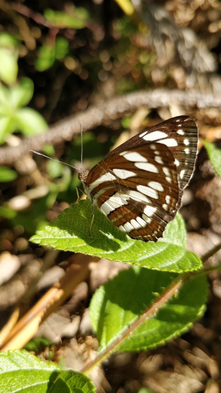 butterfly