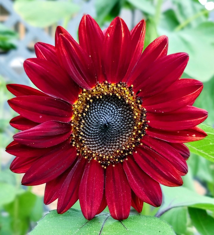 hybrid sunflower