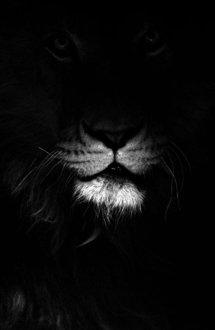 lion's nose