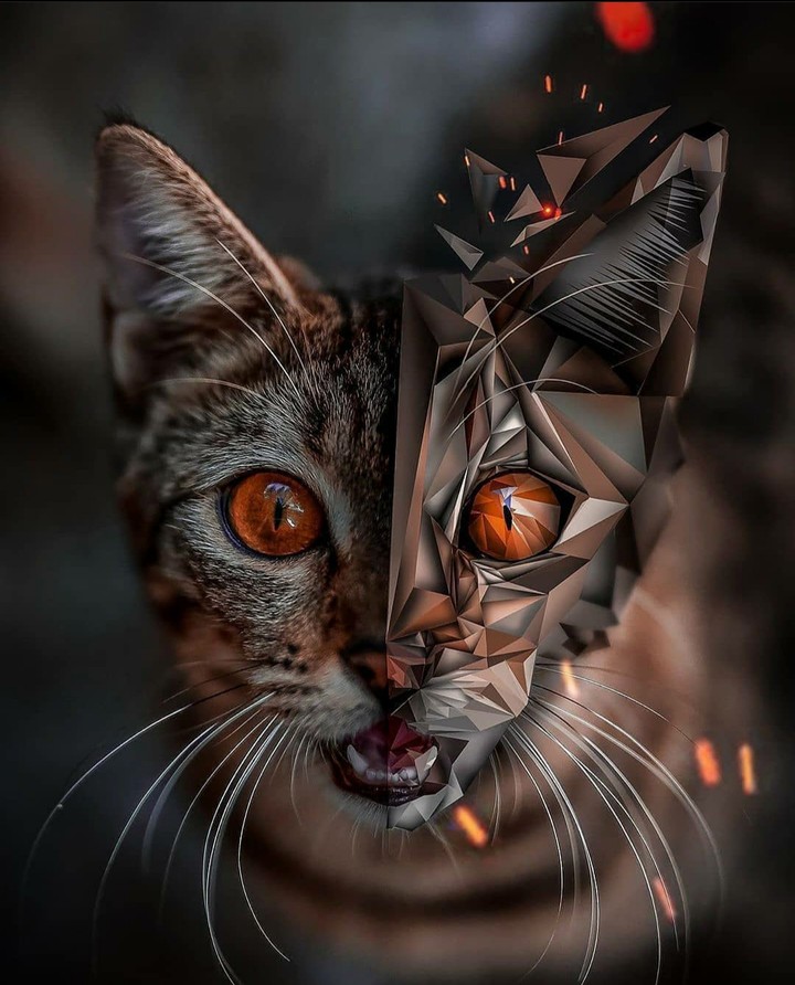new cat