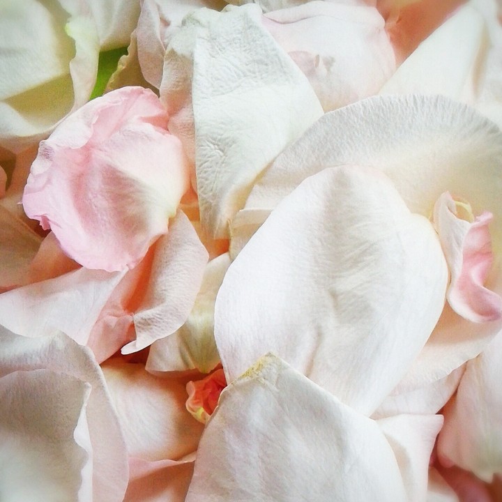petals of white rose