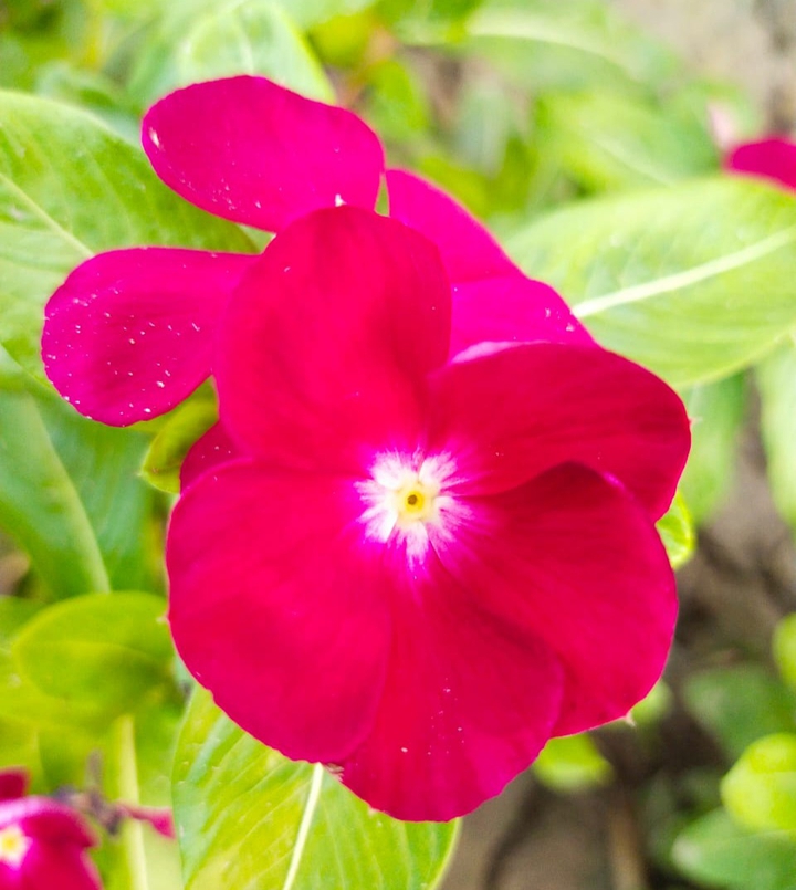 flower