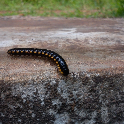 caterpillar