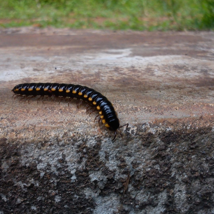 caterpillar
